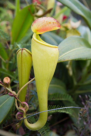 Carniverous Plant 2