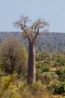 Baobab