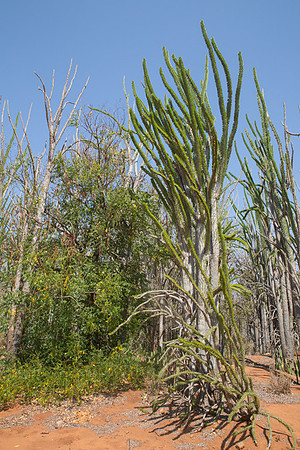 Spiney Forest 3