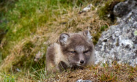 Arctic Fox Kit
