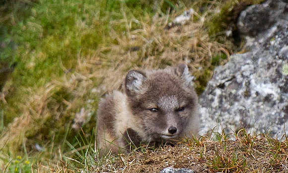 Arctic Fox Kit
