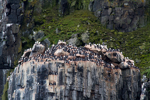 Guillemots 5