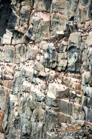 Brunnichs Guillemots 3