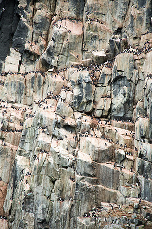 Brunnichs Guillemots 3