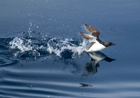 Guillemot Take-Off