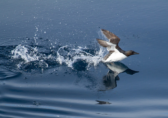 Guillemot Take-Off