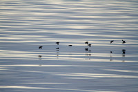 Auks 1