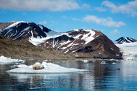 Bearded Seal 1
