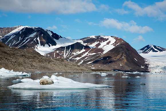 Bearded Seal 1