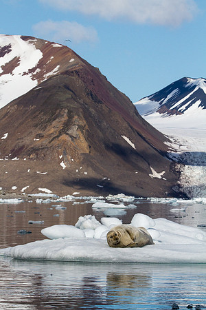 Bearded Seal 3
