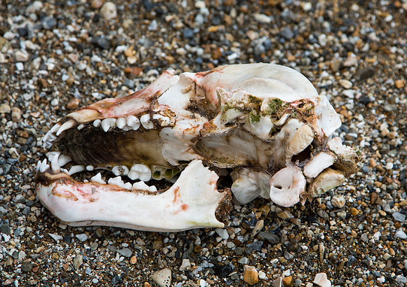 Baby Polar Bear Skull