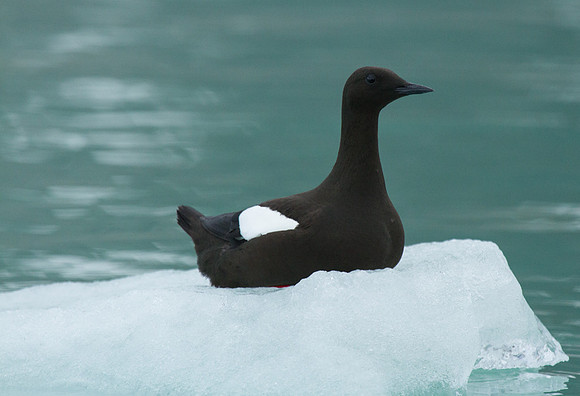 Black Guillemot