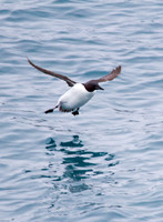 Guillemot Landing 1