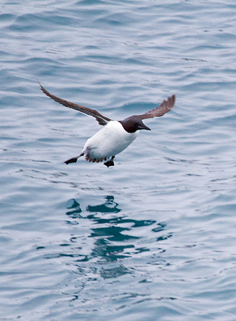 Guillemot Landing 1