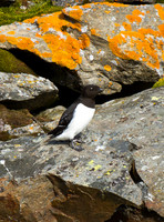 Auk 2