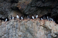 Brunnichs Guillemots 1