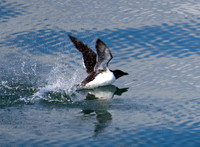 Guillemot Takeoff 4