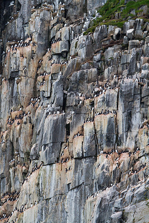 Guillemots 4