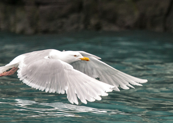 Gull Inflight