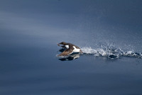 Guillemot Take-Off 2