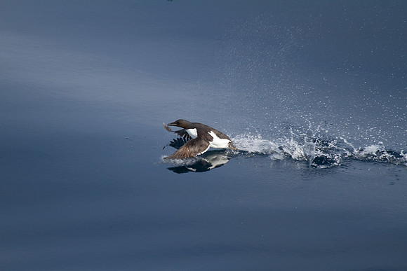 Guillemot Take-Off 2
