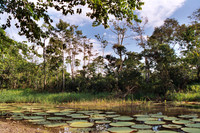 Lilypads #2