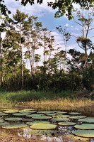 Lilypads #1
