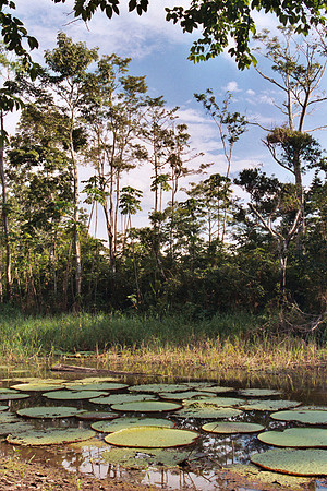 Lilypads #1