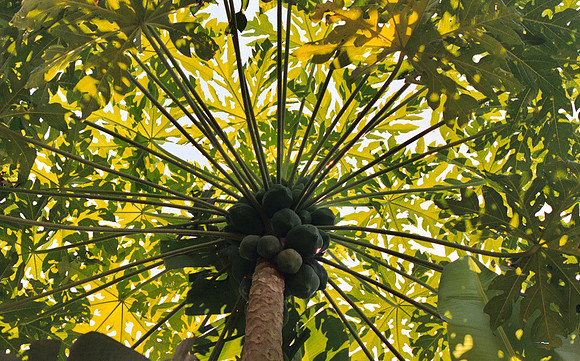Coconut Tree #1