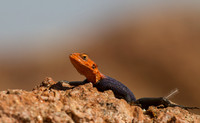 Agama Lizard 3 - Copy