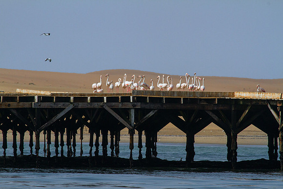 Flamingos at Walvis Bay Refuge - Copy