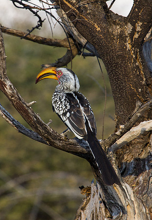 Yellow Billed Hornbill at Tree Top Camp
