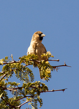 Social Weaver 1