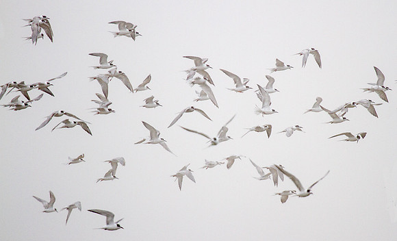 Terns