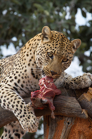 Leopard at Okojima 2
