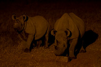 Black Rhinos at Andersson's Camp 3 - Copy