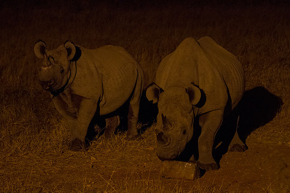 Black Rhinos at Andersson's Camp 3 - Copy