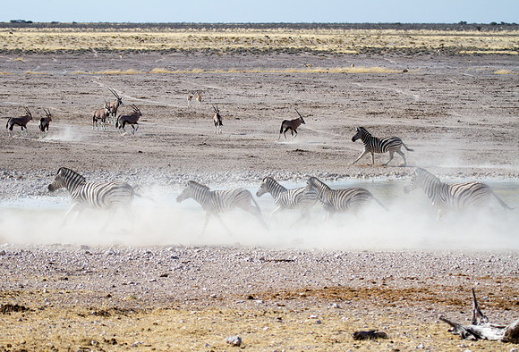Zebra Stampede at Etosha