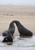 Cape Fur Seals 2 - Copy