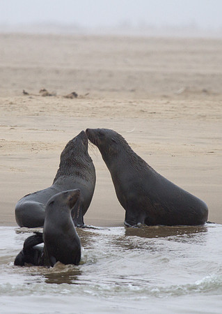 Cape Fur Seals 2 - Copy