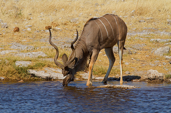 Kudu at Etosha Waterhole