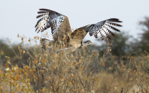 Kori Bustard in Flight 1