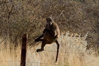 Babboon on a Fence - Copy