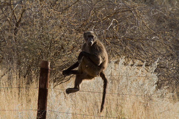 Babboon on a Fence - Copy