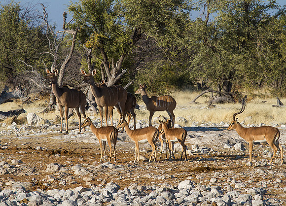 Kudu and Impalas at Etosha