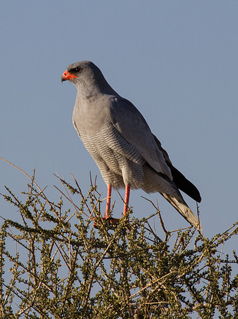 Southern Pale Chanting Goshawk