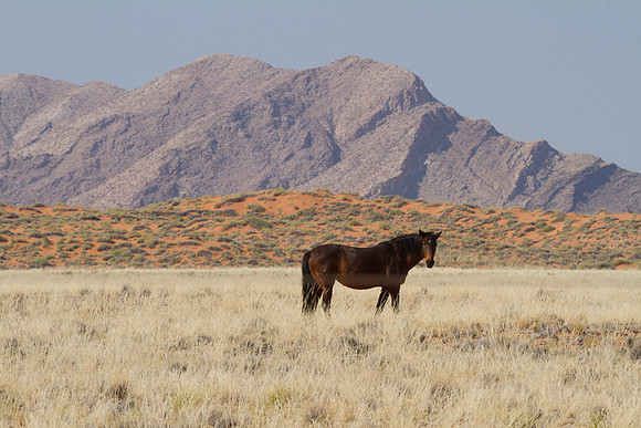 Horse on the Way to Walvis Bay