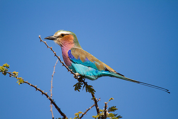 Lilac Breasted Roller