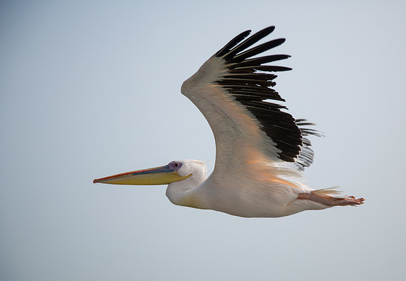 Great White Pelican In Flight 1