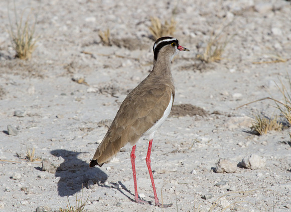 Crowned Lapwing - Copy